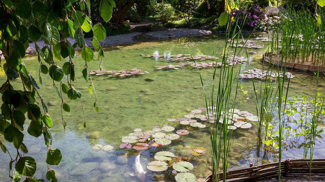 Fish-Pond pomaže vratiti prirodnu ravnotežu